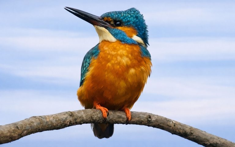 Ein farbenprächtiger Eisvogel sitzt auf einem Ast vor hellem, ruhigem Hintergrund. Das blaue und orange Gefieder ist deutlich hervorgehoben.